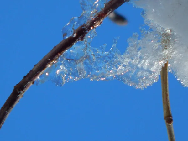 Een Close Shot Van Witte Sneeuw Boomtak — Stockfoto