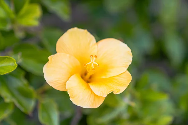 Een Macro Shot Van Gele Hibiscus Bloem Tuin — Stockfoto