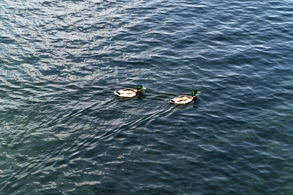 Hermoso Tiro Dos Patos Colores Nadando Lago Bohinj Durante Día —  Fotos de Stock