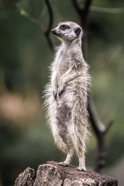 Una Toma Vertical Lindo Meerkat Pie Sobre Tocón Árbol Zoológico —  Fotos de Stock
