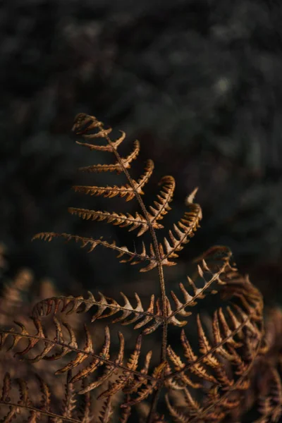 Een Verticaal Shot Van Een Verweerde Tak Met Bladeren — Stockfoto