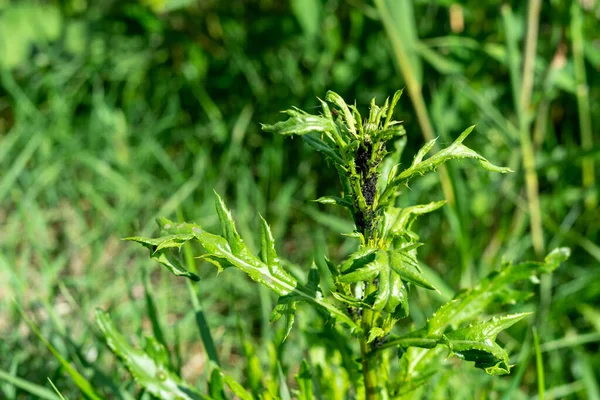 Gros Plan Une Plante Verte Poussant Parmi Les Herbes Parc — Photo