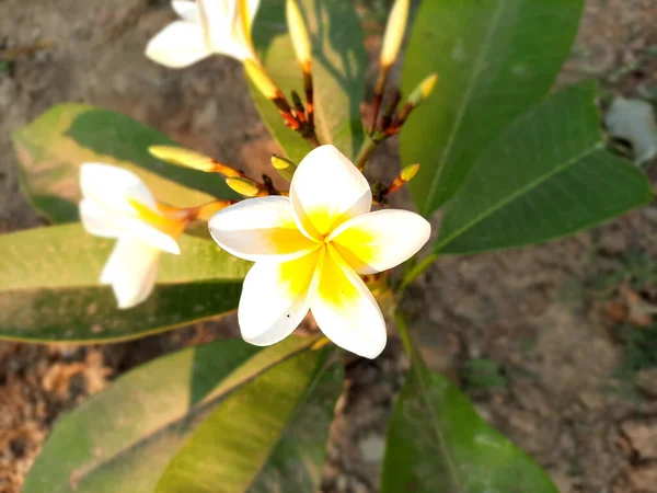 Primo Piano Angolo Alto Fiori Plumeria Bianchi Gialli Giardino — Foto Stock