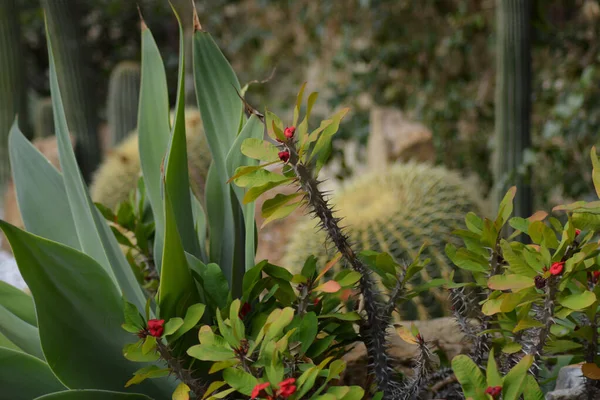 Eine Selektive Nahaufnahme Von Kakteen Und Blumen Auf Dem Boden — Stockfoto