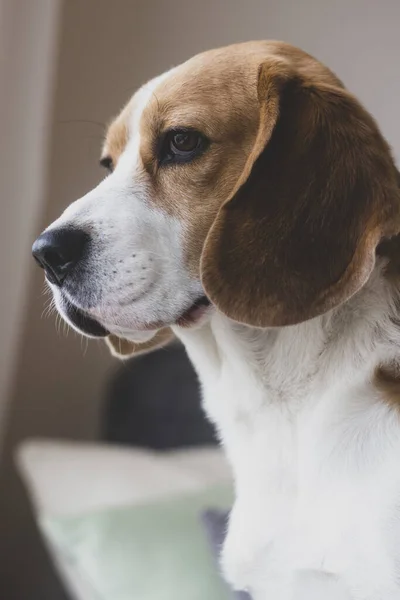 Gros Plan Vertical Une Race Beagle — Photo