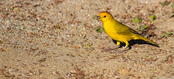 Eine Selektive Fokusaufnahme Eines Entzückenden Gelben Papageien Auf Der — Stockfoto