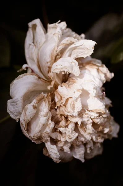 Eine Vertikale Aufnahme Einer Weißen Blume Mit Welken Blütenblättern Einer — Stockfoto