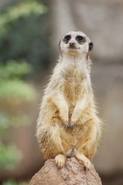 Suricate Mignon Assis Sur Une Pierre Sur Backgrou Flou — Photo