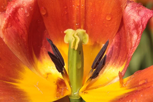 Egy Közeli Felvétel Vörös Tulipánról — Stock Fotó