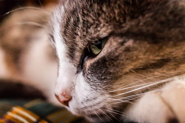 背景がぼやけているライトの下に緑の目をした灰色の縞の猫の肖像画 — ストック写真