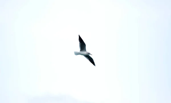 Low Angle Shot Little Gull Laurus Minutus Flying Coast Malta — Stock Photo, Image