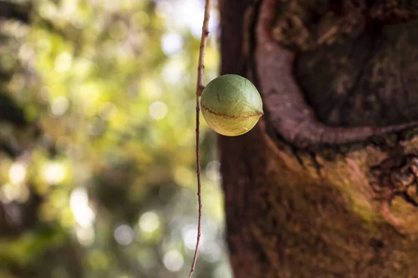 Μια Επιλεκτική Εστίαση Closeup Των Καρπών Macadamia Στο Αειθαλές Δέντρο — Φωτογραφία Αρχείου