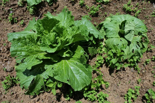 Cliché Grand Angle Laitue Romaine Poussant Dans Champ Agricole Sous — Photo