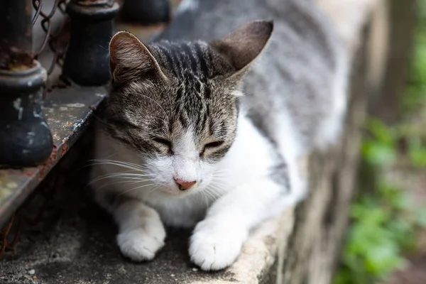 Retrato Cerca Lindo Gato Tabby Acostado Una Pared Baja Calle —  Fotos de Stock