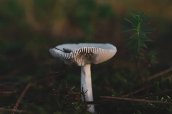 森の中のキノコのクローズアップショット — ストック写真