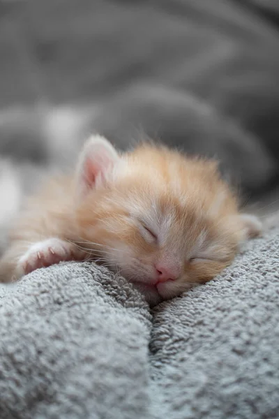 Tiro Vertical Pequeno Gatinho Adorável Dormindo Cobertor — Fotografia de Stock