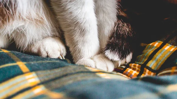 Tiro Foco Seletivo Patas Gato Branco Bonito — Fotografia de Stock