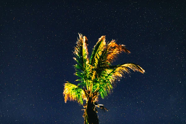 Gece Gökyüzüne Karşı Bir Palmiye Ağacının Alçak Açılı Görüntüsü — Stok fotoğraf