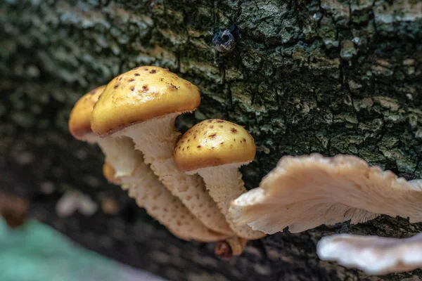 Een Close Van Gouden Schilferige Paddestoelen Een Boom — Stockfoto