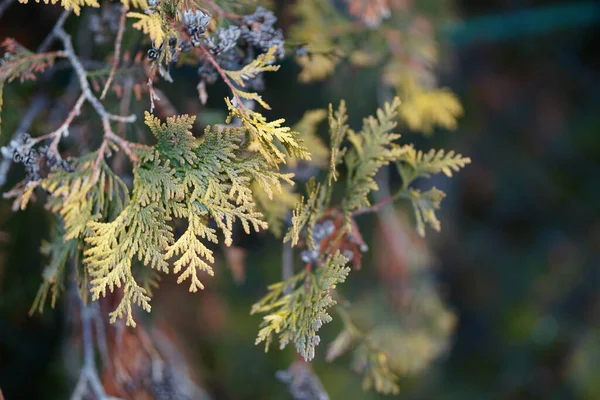 Selektiv Fokusbild Thuja Grenar — Stockfoto