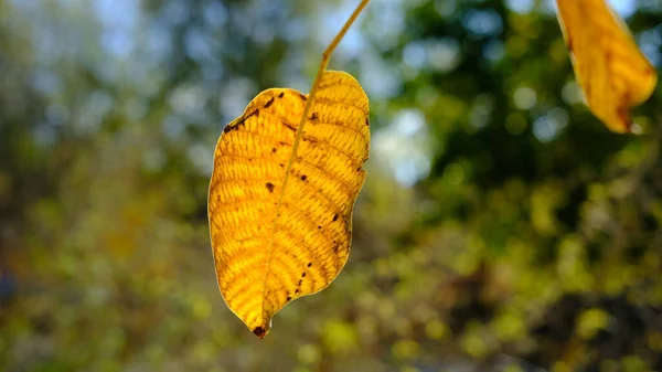 Primer Plano Una Hoja Amarilla Seca Una Rama Otoño Con — Foto de Stock