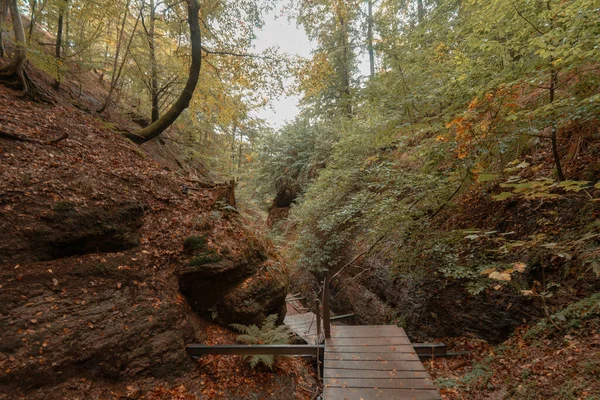 秋の森の中の小さな道の美しいショット — ストック写真