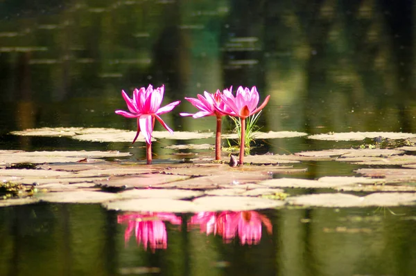 Reflexo Lírios Água Uma Lagoa — Fotografia de Stock