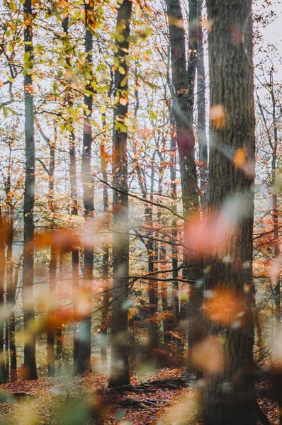 Vertical Shot Autumnal Leaves Trees Forest — Stock Photo, Image