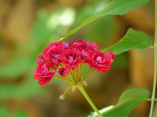 Closeup Shot Small Blooming Pink Roses — Stock Photo, Image