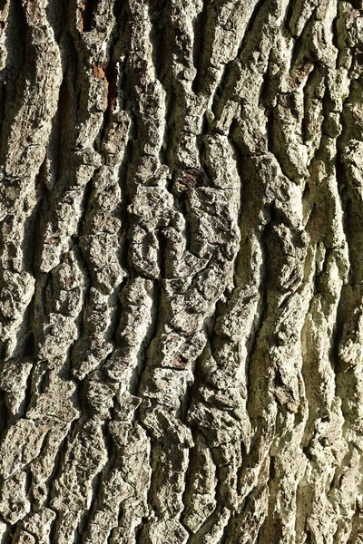 一个木制树皮纹理的垂直特写镜头 — 图库照片