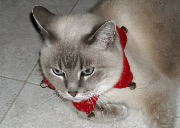 Een Close Shot Van Een Mooie Kat Met Kerstmis — Stockfoto