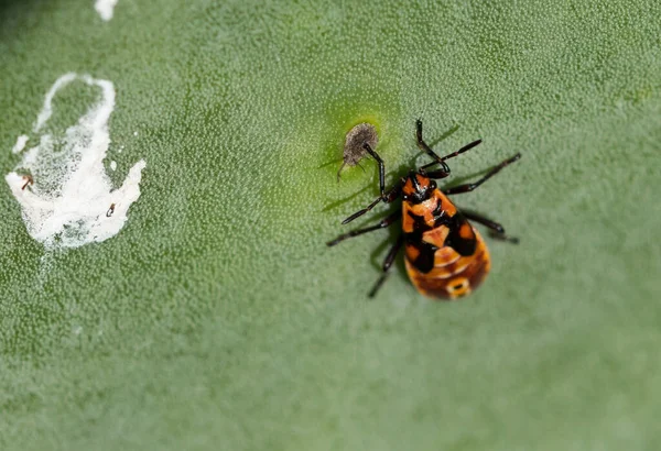 Soldier Bug Spilostethus Pandurus Prickly Pear Pad — Stock Photo, Image