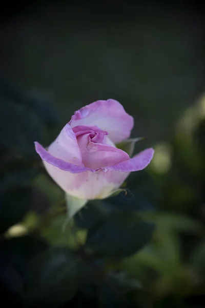 Ένα Κοντινό Κάθετο Πλάνο Ενός Όμορφου Ροζ Μπουμπουμπουκιού Τριαντάφυλλου Άνθος — Φωτογραφία Αρχείου