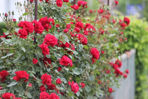 Прекрасный Снимок Красных Роз Цветущих Саду — стоковое фото