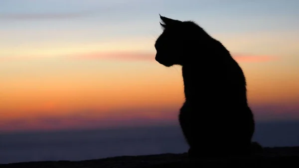 日没時にビーチで猫のクローズアップ — ストック写真