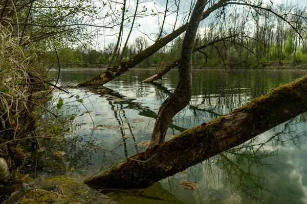 Nahaufnahme Eines Schiefen Baumstammes Stillen See — Stockfoto