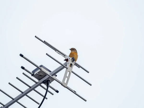 Uma Foto Baixo Ângulo Uma Fêmea Daurian Redstart Phoenicurus Auroreus — Fotografia de Stock