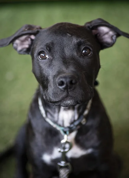 Uma Foto Seletiva Filhote Cachorro Preto Olhando Para Câmera — Fotografia de Stock