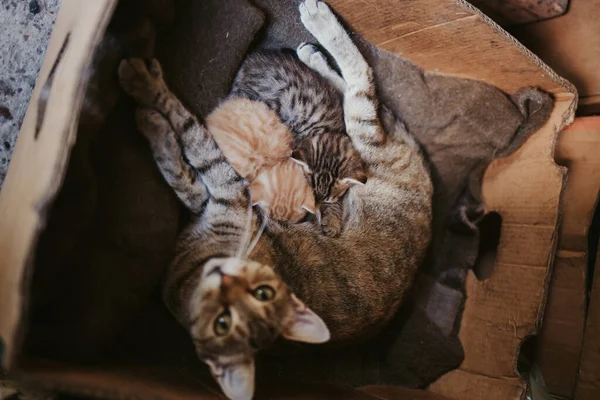 Uma Vista Superior Bebê Pequeno Gatinho Bonito Amamentar Mãe Gato — Fotografia de Stock