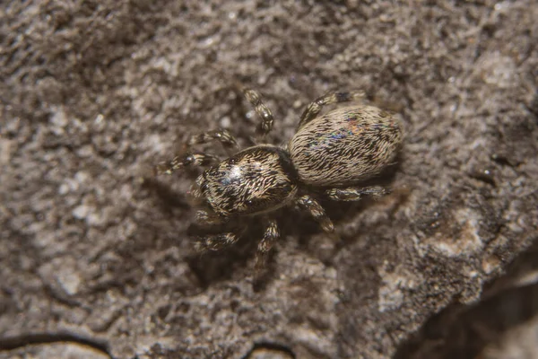 Palearktik Zıplayan Örümceğin Makro Görüntüsü Salticus Cingulatus — Stok fotoğraf