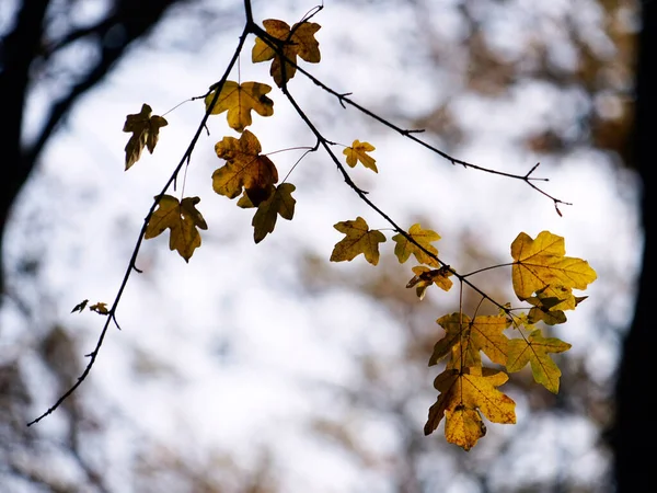 Eine Selektive Fokusaufnahme Herbstlicher Waldblätter Auf Winzigen Zweigen Der Bäume — Stockfoto