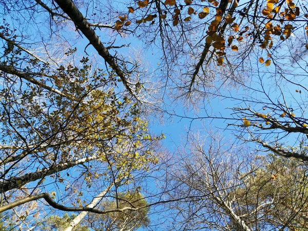 Einem Sonnigen Tag Einem Wald Aus Der Mitte Der Bäume — Stockfoto