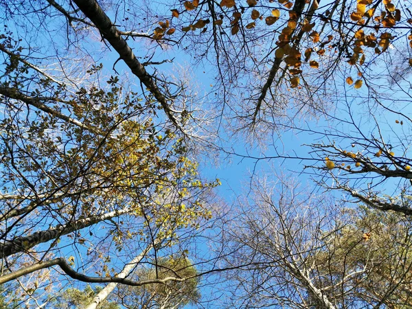 Disparo Ángulo Bajo Capturado Bosque Desde Medio Los Árboles Día —  Fotos de Stock