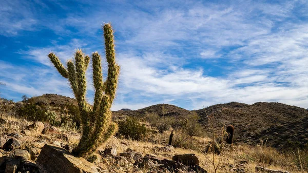 Disparo Vibrante Cactus Desierto Fondo Nubes Cielo Azul —  Fotos de Stock