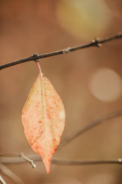 Een Verticale Selectieve Focus Shot Van Herfstbladeren Het Bos Overdag — Stockfoto