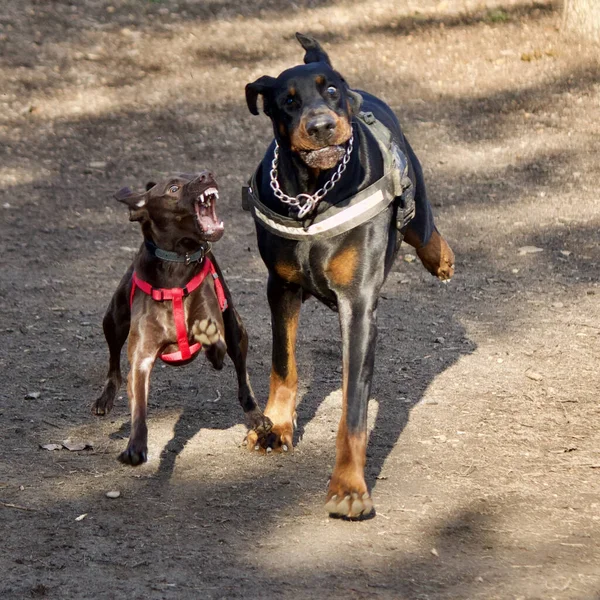 Primer Plano Del Agresivo Perro Marrón Perro Negro Aire Libre —  Fotos de Stock