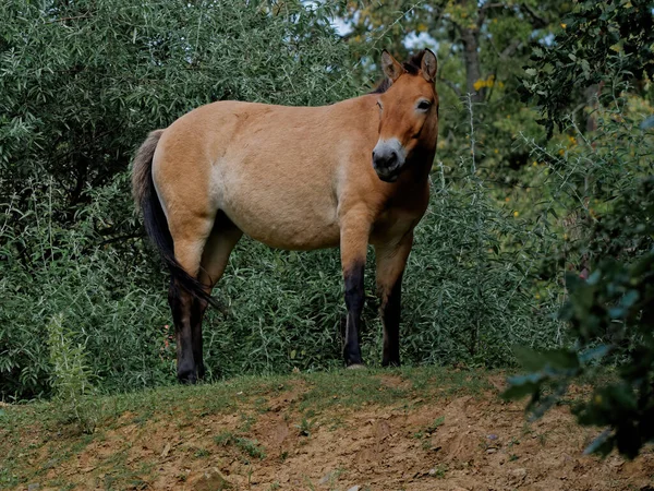 緑豊かな植生に囲まれたフィールドで美しいシングルPrzewalskiの馬 — ストック写真
