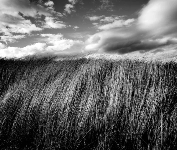 Uma Imagem Tons Cinza Relva Tremer Vento — Fotografia de Stock