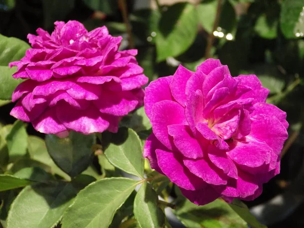 Tiro Close Rosas Florescendo Vegetação — Fotografia de Stock