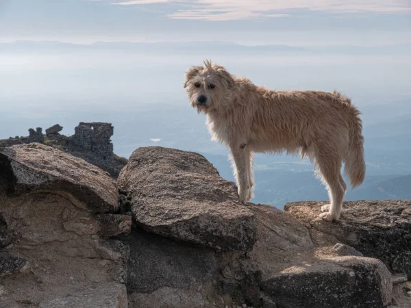 崖の上に立っている可愛い毛皮の犬の目のレベルのショット — ストック写真